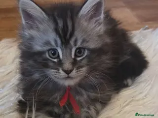 Maine Coon cats Mainecoon tica reg polydactyl kittens - Advert 12
