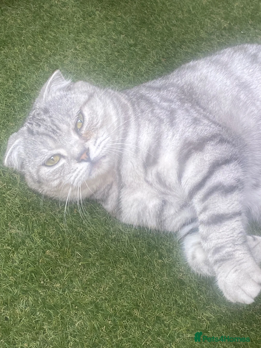 British Shorthair cats for sale: BSH/Scottish Fold kittens  - Advert 2