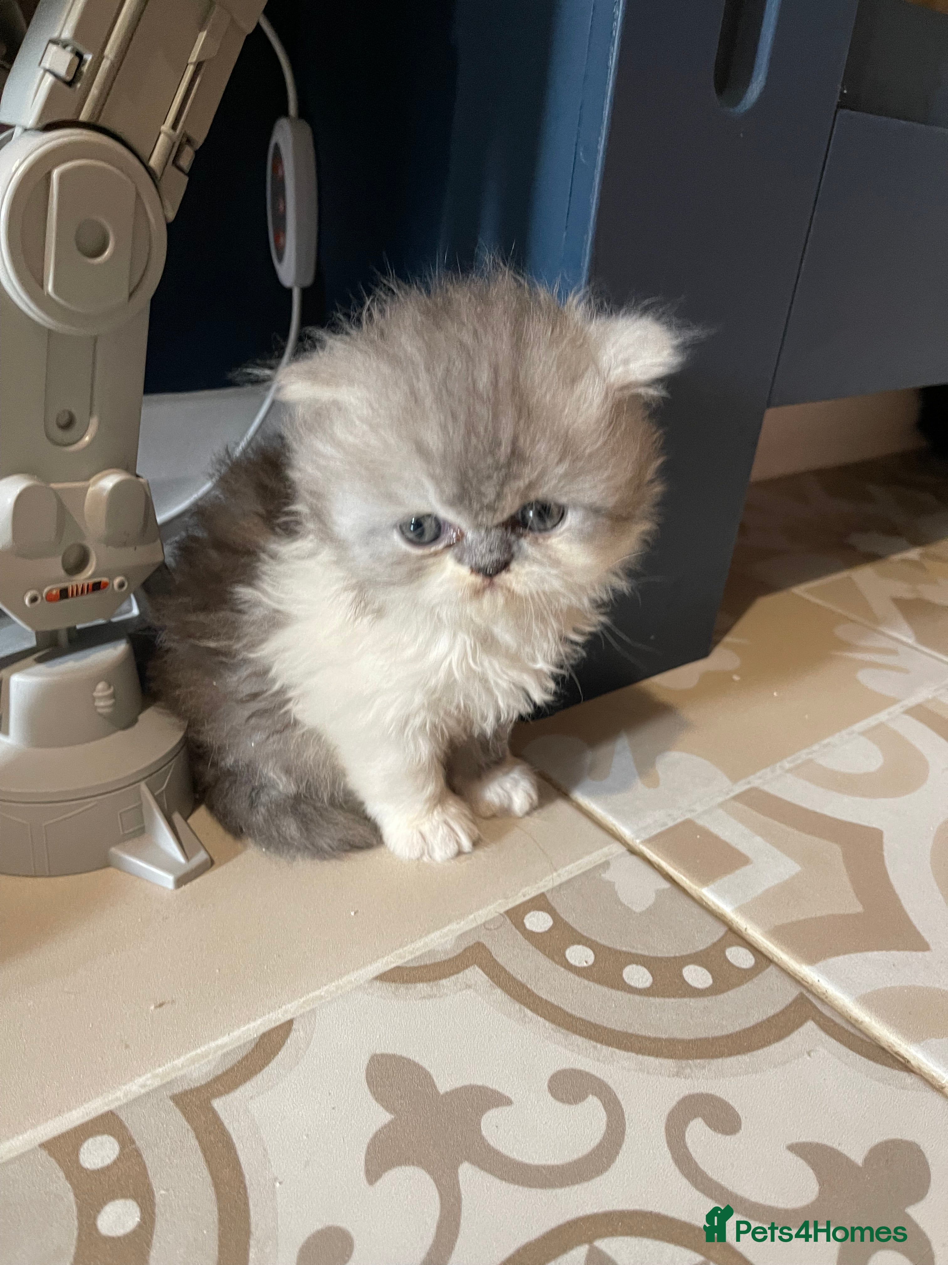 Persian cats  Pedigree Persian ready now - Advert 2