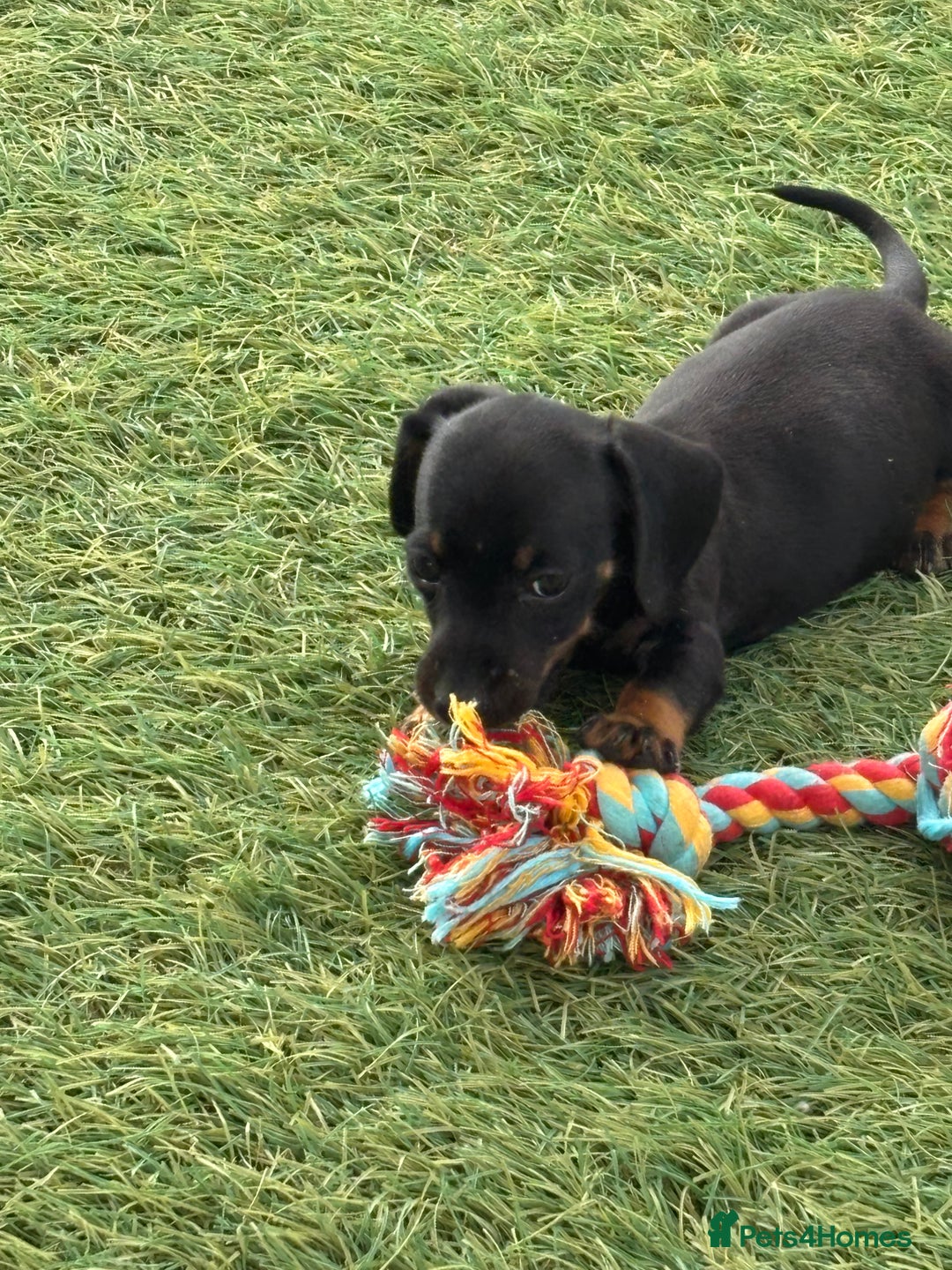 Dachshund dogs for sale: Dachshund Puppies  - Image 17