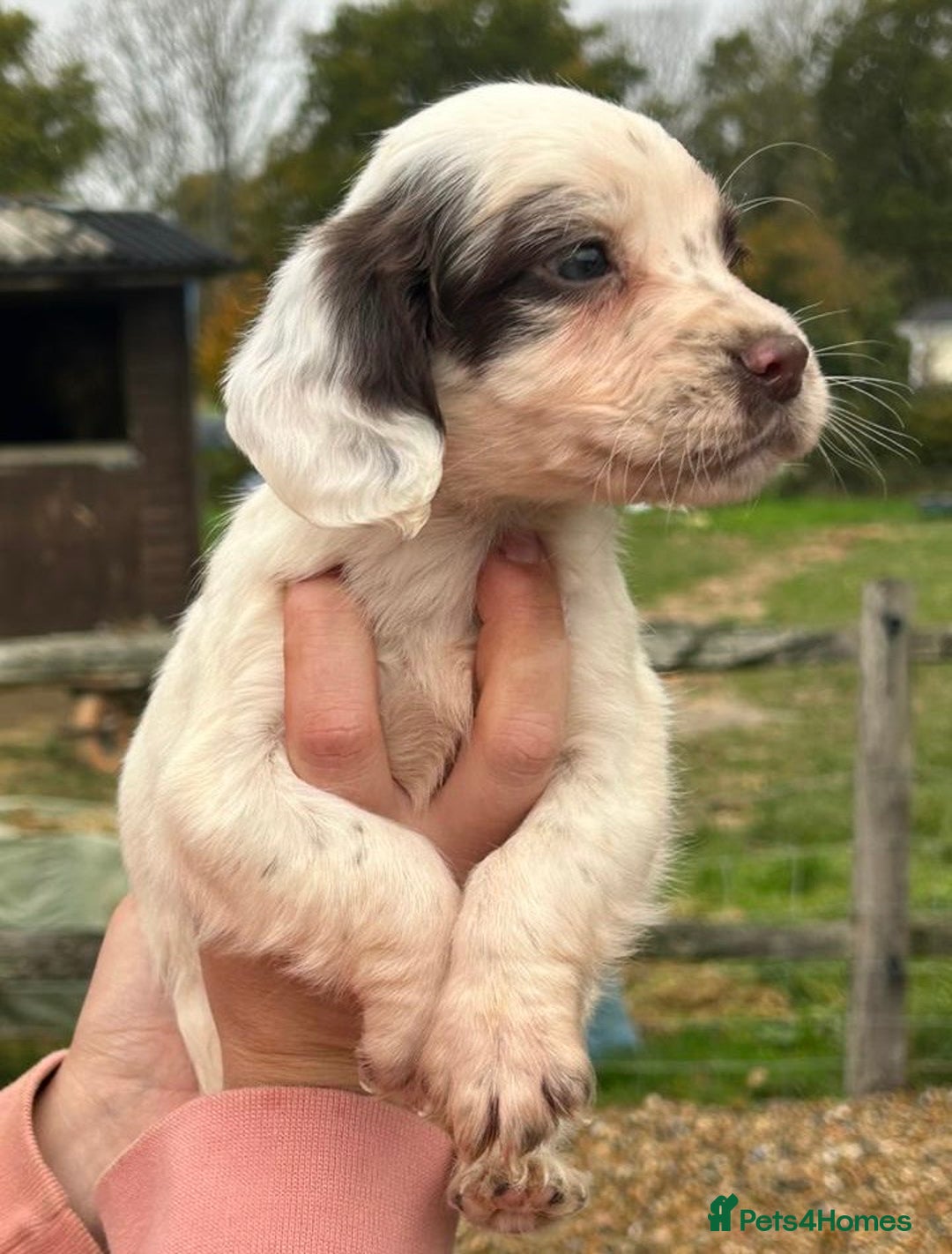 English Springer Spaniel dogs for sale: Springer spaniel puppies - Image 2