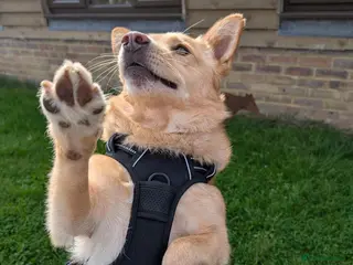 Mixed Breed dogs 💙🐶 REGGIE – A HAPPY, LOVING BOY - Advert 1