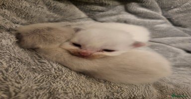 Ragdoll cats - Advert 8
