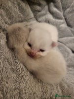 Ragdoll cats - Advert 1