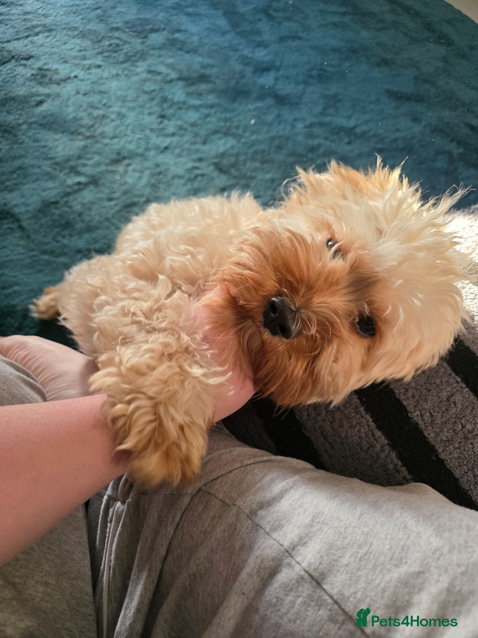 Cavapoo dogs Beautiful Cavapoo looking for new home - Advert 7