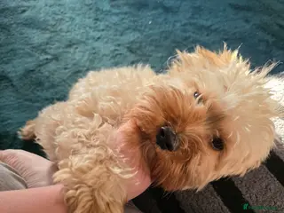 Cavapoo dogs Beautiful Cavapoo looking for new home - Advert 7