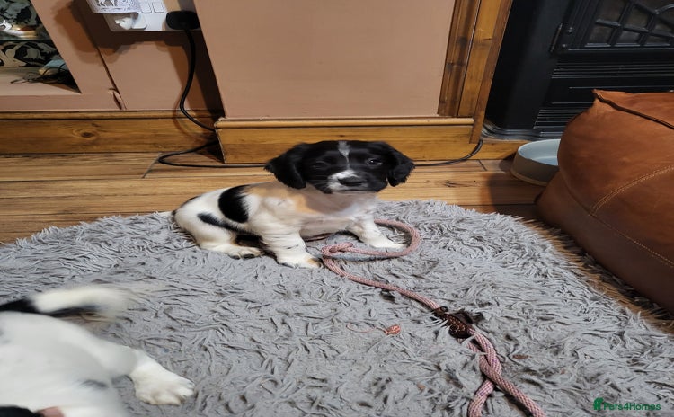 English Springer Spaniel dogs - Advert 5