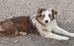 Miniature American Shepherd dogs for sale: Miniature American Shepherds  - Image 7