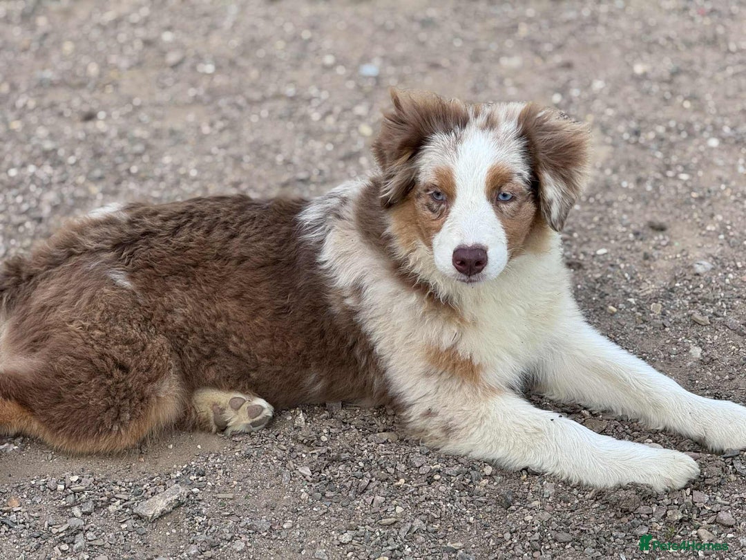 Miniature American Shepherd dogs for sale: Miniature American Shepherds  - Image 7