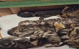 Bengal cats for sale: Mix breed Bengal + Tabby - Image 16