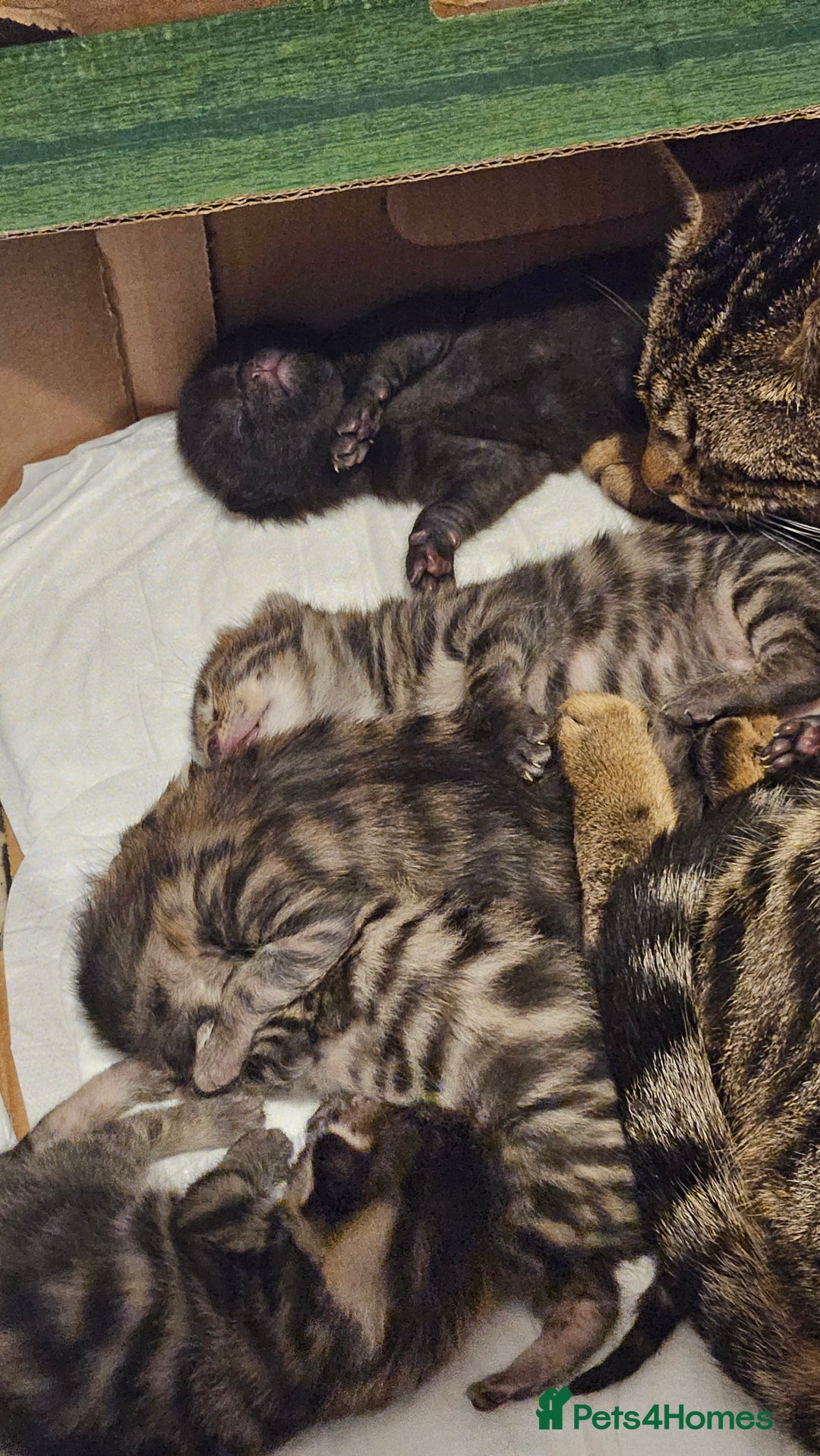 Bengal cats for sale: Mix breed Bengal + Tabby - Image 16