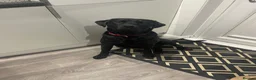 Labrador Retriever dogs for stud: Proven Stud Labrador Retriever - KC Registered - Advert 8