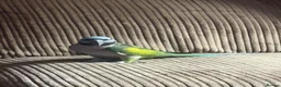Parakeets birds for sale: Female Lord Derbyran (semi tame) in Aylesbury - Advert 9