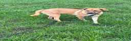 Mixed Breed dogs for adoption: Georgie needs a doggy sibling 💙 - Advert 5