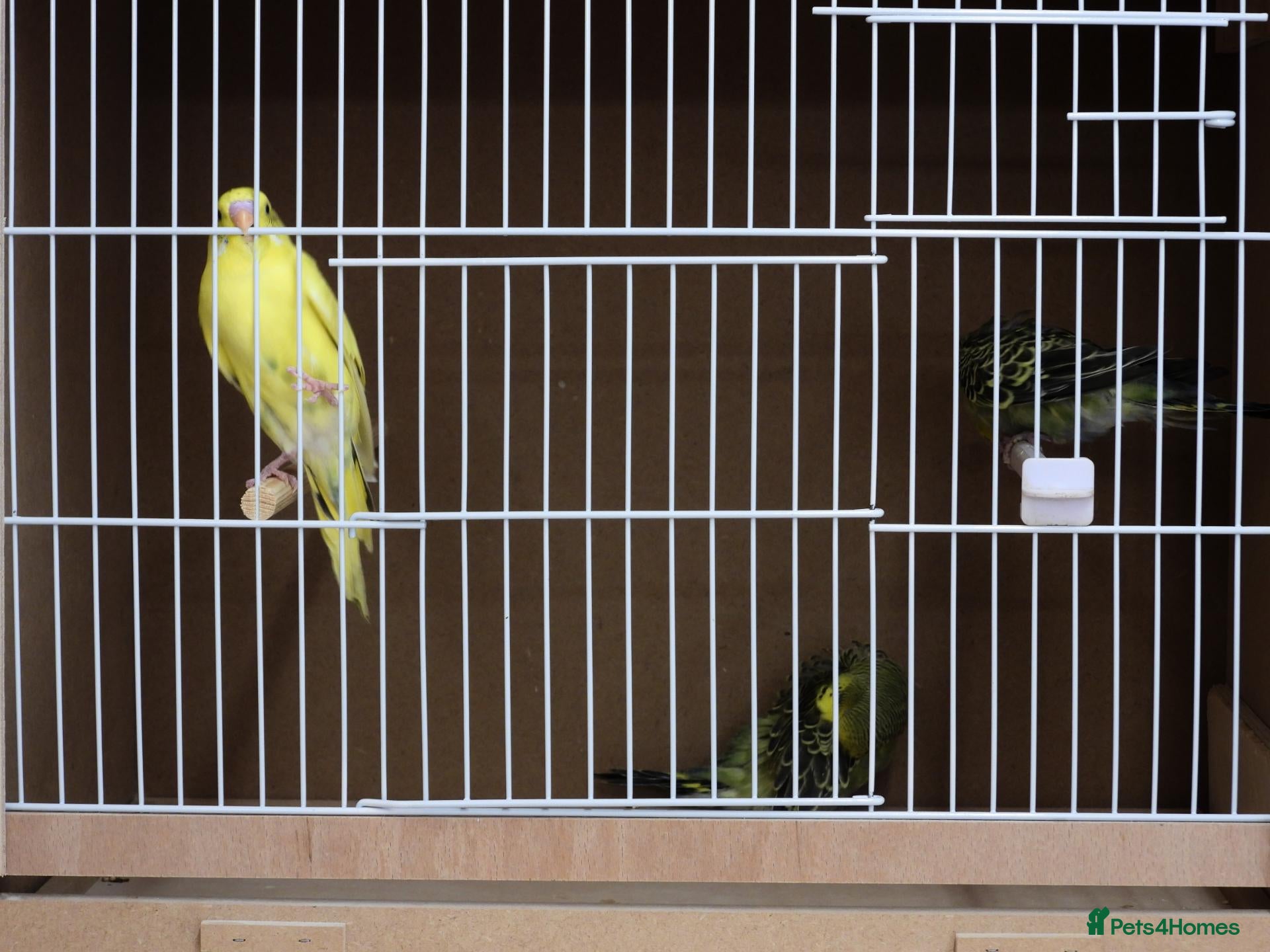 Budgerigars birds New Stock Budgies - Advert 1