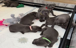 Staffordshire Bull Terrier dogs for sale: KC Registered Staffordshire Bull Terriers - Image 3