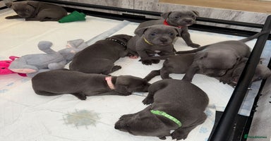 Staffordshire Bull Terrier dogs - Advert 6