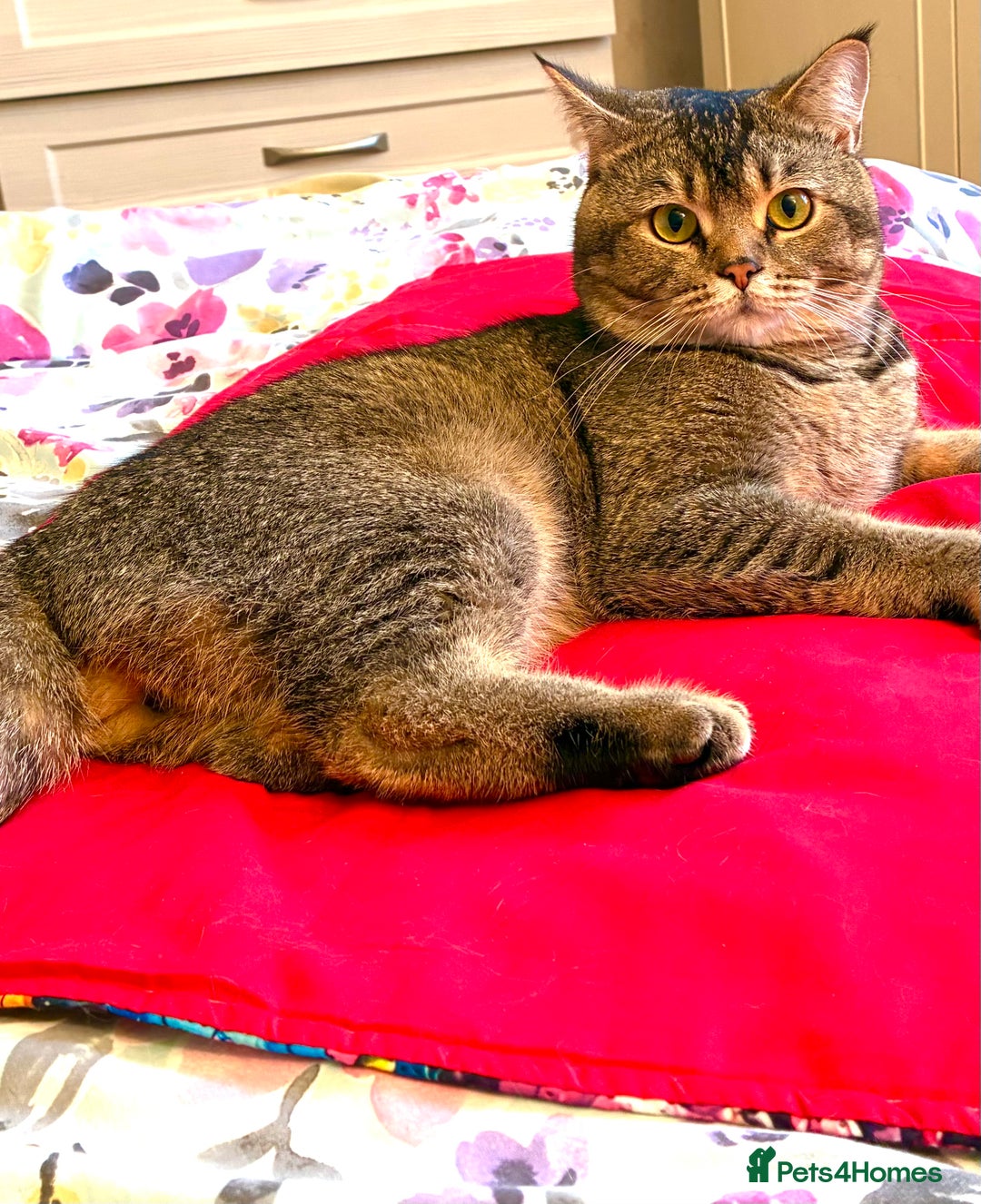 Scottish Fold cats for stud: Scottish Fold Black Gold - Advert 8