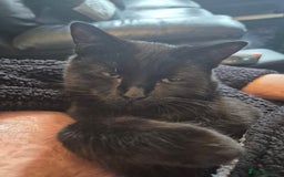 Domestic Shorthair cats for sale: Female 8 months free to good home  - Image 1