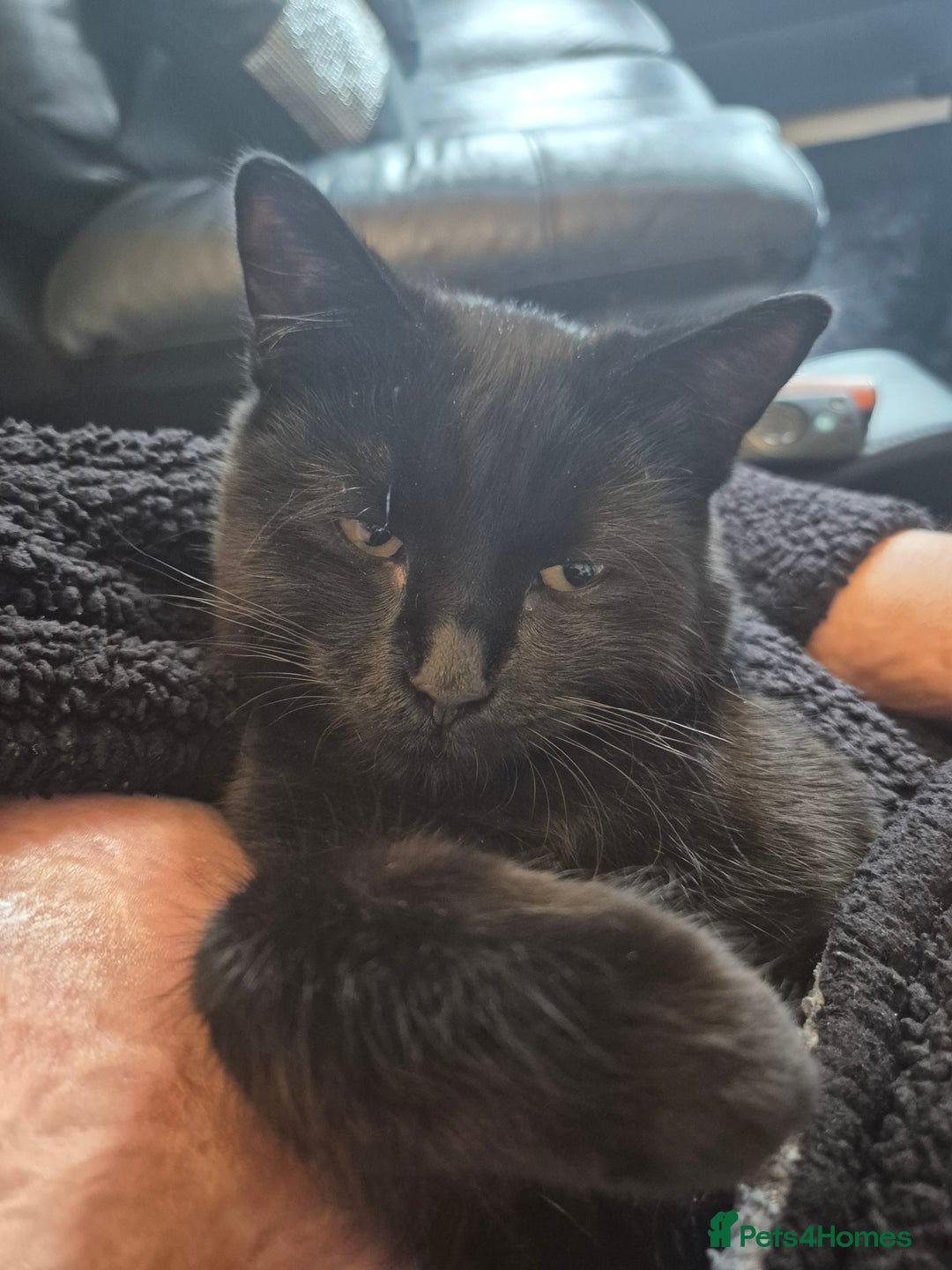 Domestic Shorthair cats for sale: Female 8 months free to good home  - Image 1