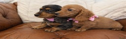 Miniature Dachshund dogs for sale: Beautiful Cream Longcoats Miniature Dachshund  - Advert 1