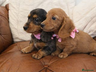 Miniature Dachshund dogs Beautiful Cream Longcoats Miniature Dachshund - Advert 18