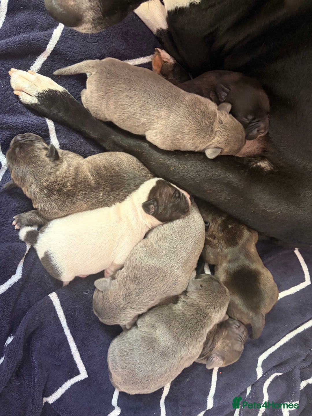 Mixed Breed dogs for sale: Staffy mixed French bulldog puppies  - Advert 4