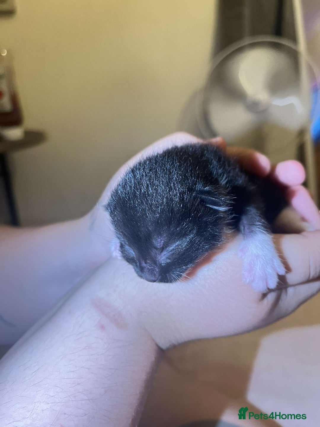 Mixed Breed cats for sale: 5 mixed breed newborn kittens  - Image 8