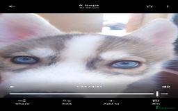 Siberian Husky dogs for sale: Husky x malamute   husky puppies  - Image 6