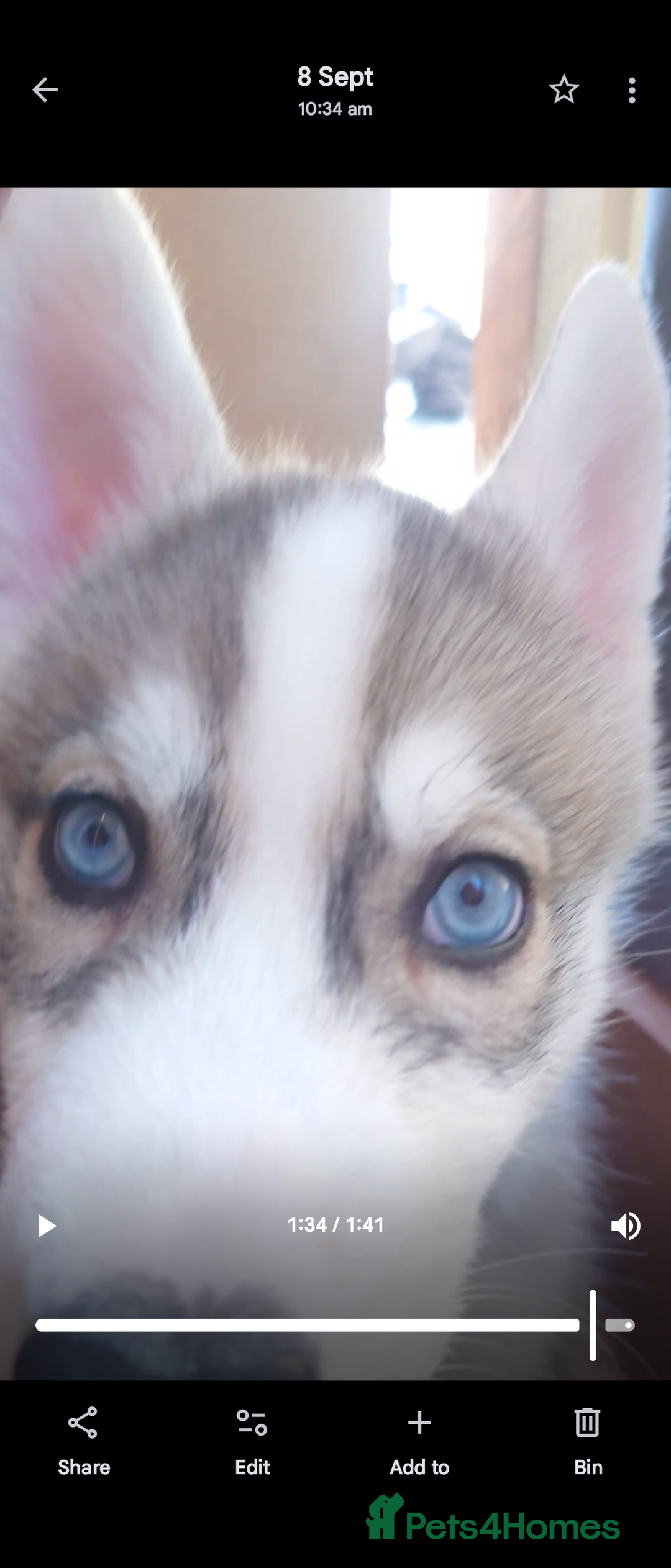Siberian Husky dogs for sale: Husky x malamute   husky puppies  - Image 6