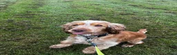 Cocker Spaniel dogs for sale: Looking for a new home - Winnie - Advert 4