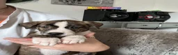 Mixed Breed dogs for sale: Beautiful bull lurcher pups  in Barnstaple - Advert 3