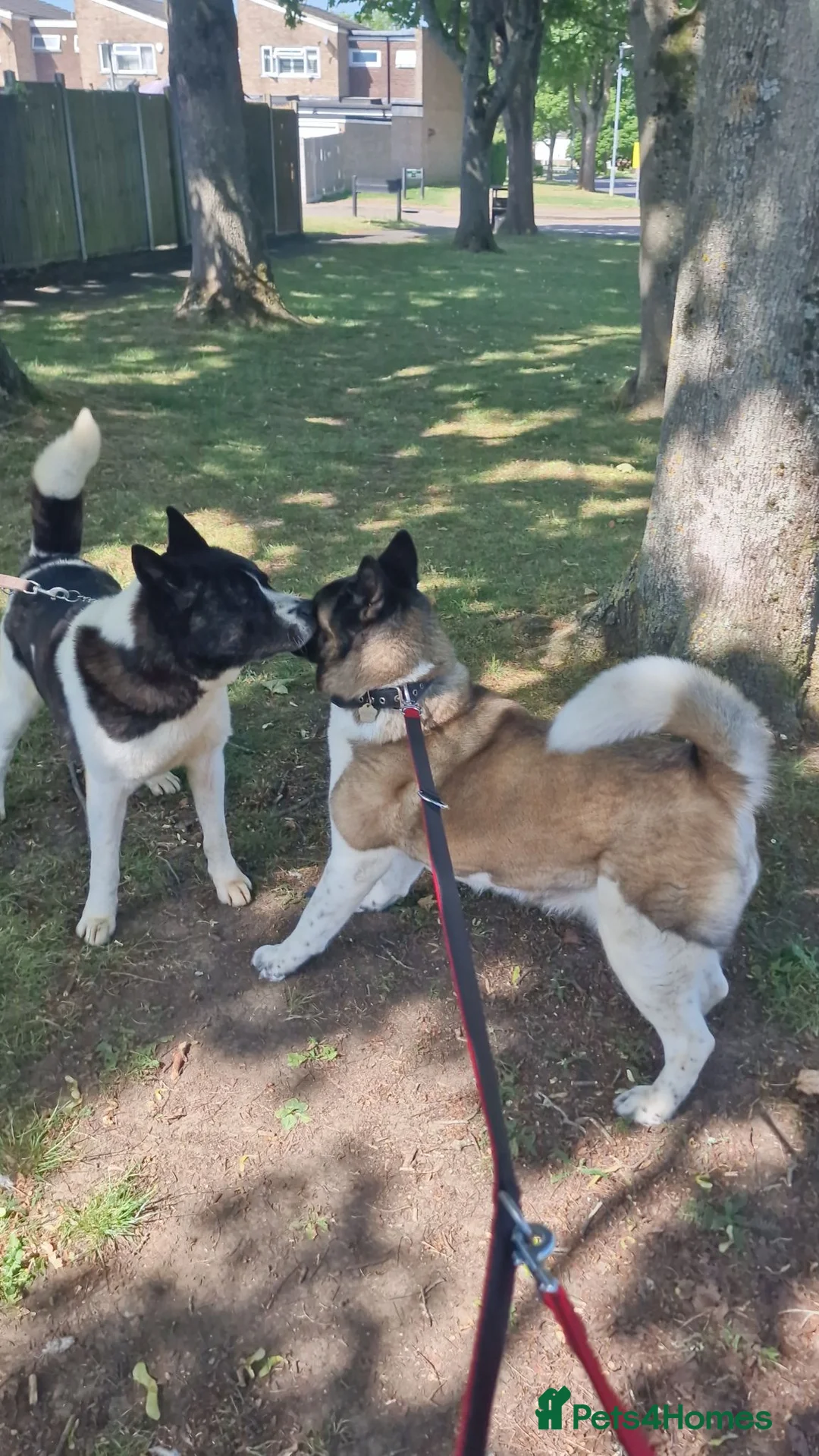 Akita dogs for sale: Pedigree mother, father pure breed. 1Female puppy  in Spalding - Advert 14