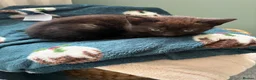 Mixed Breed cats for sale: 3 lovely little female kittens - Advert 3