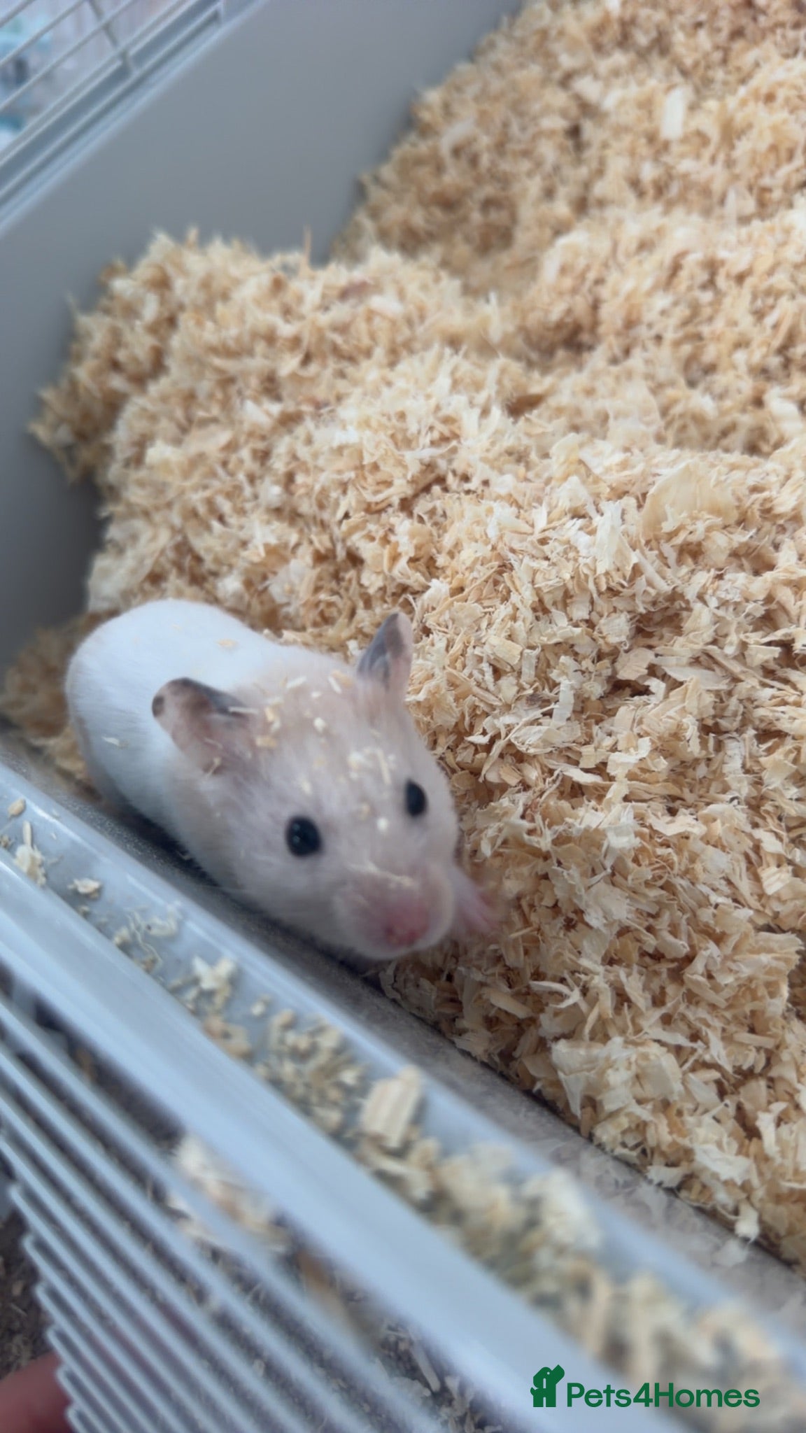 Hamster rodents Syrian hamster and set up  - Advert 2