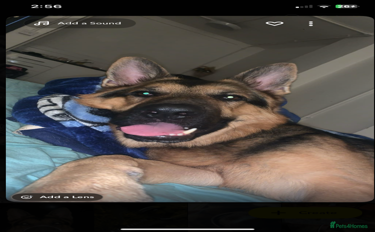 German Shepherd dogs - Advert 1