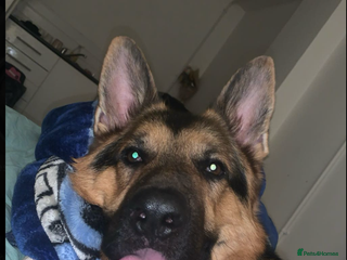 German Shepherd dogs - Advert 27