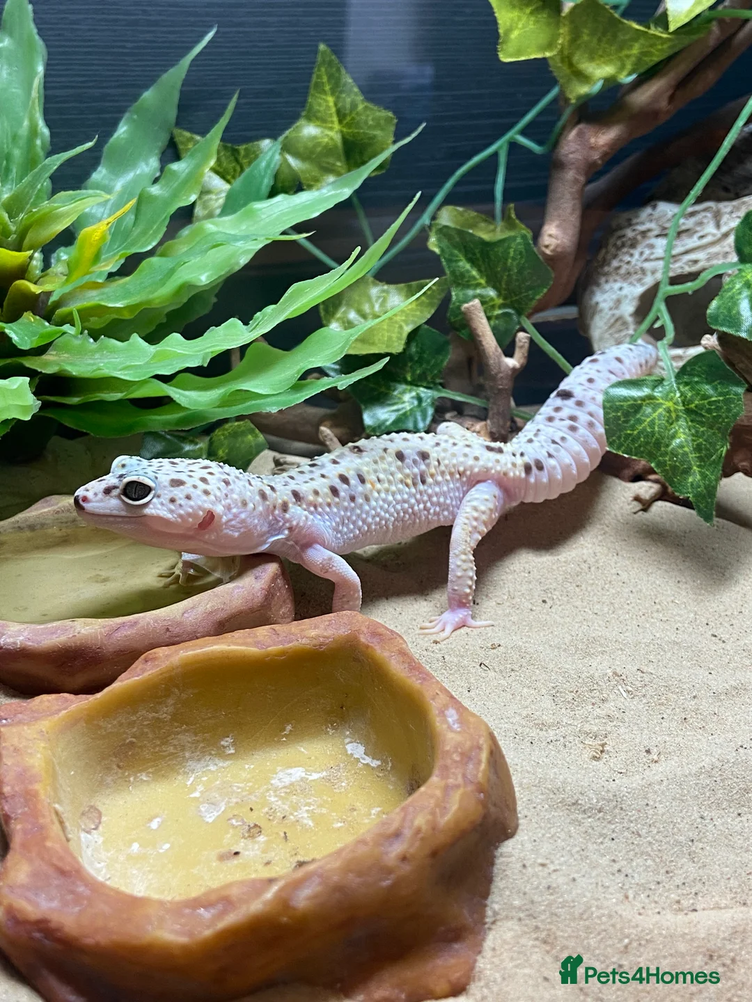 Leopard Gecko reptiles for sale: Super mac snow Leopard Gecko in Dorking - Advert 1