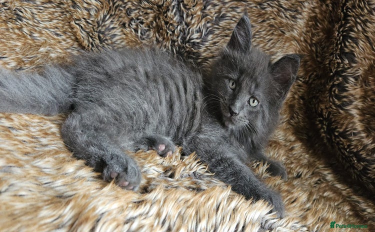 Maine Coon cats - Advert 4