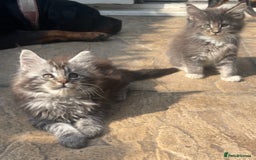 Maine Coon cats for sale: Pure Pedigree Maine Coon kittens | Black Tabby | - Image 5