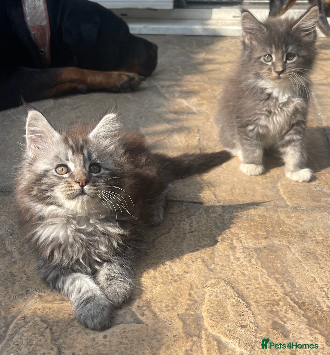 Maine Coon cats for sale: Pure Pedigree Maine Coon kittens | Black Tabby | - Image 5