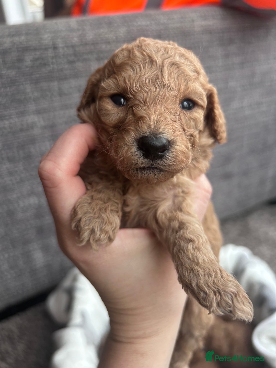 Miniature Poodle dogs for sale: Miniature poodles - Advert 15