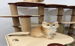 British Shorthair cats for sale: British Shorthair Golden kittens    - Image 26