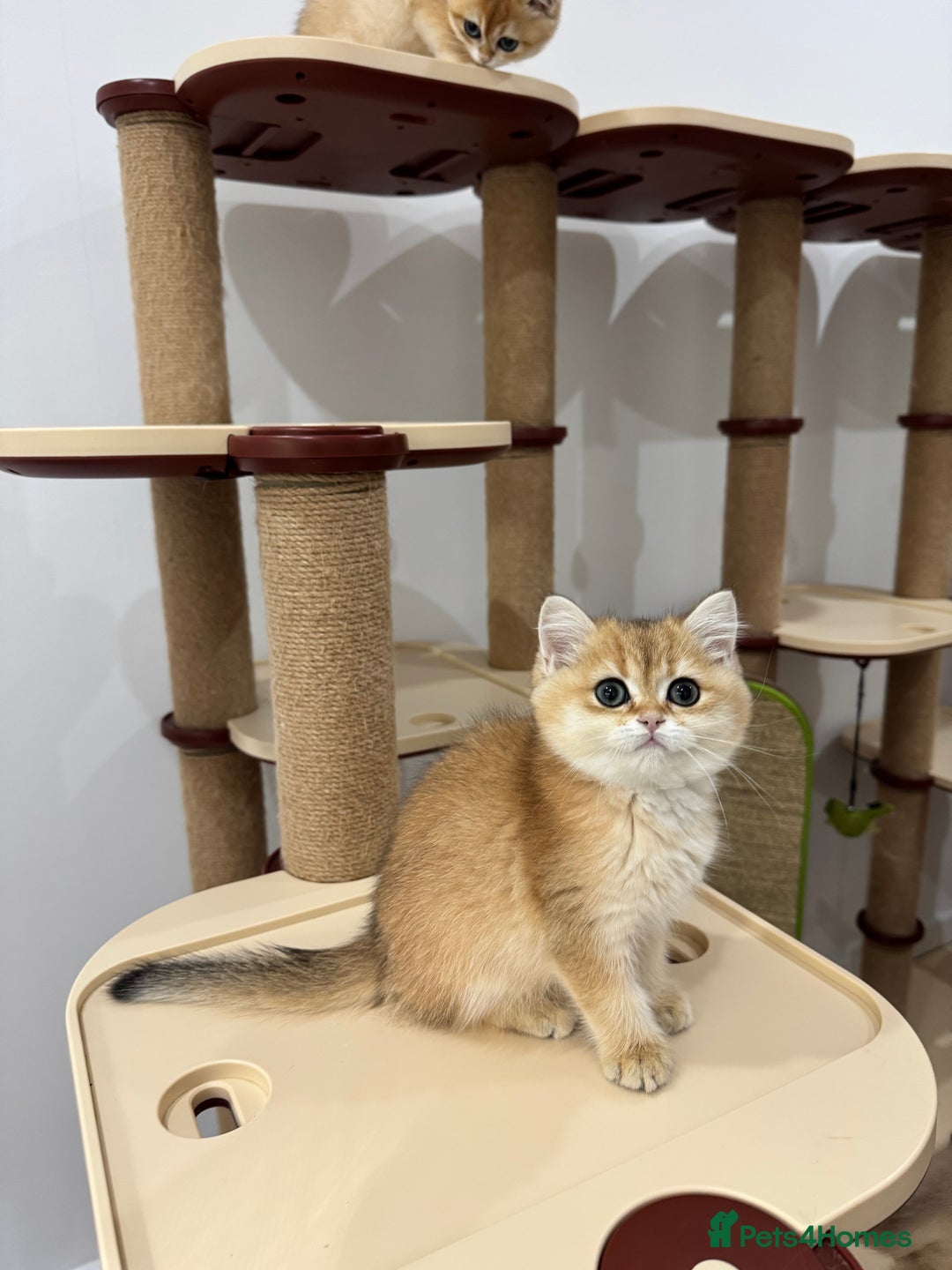 British Shorthair cats for sale: British Shorthair Golden kittens    - Image 26