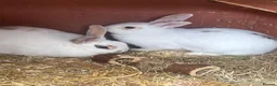 Mixed Breed rabbits for sale: 2 female rabbits  - Advert 8