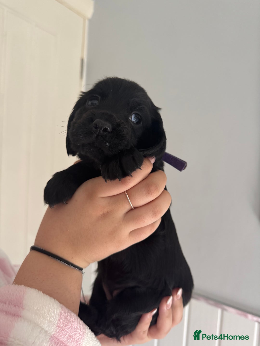 Cocker Spaniel dogs for sale: Working cocker spaniel 1 girls left  - Image 8