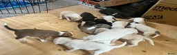 Mixed Breed dogs for sale: 11 beautiful parson Russell x pups - Advert 8