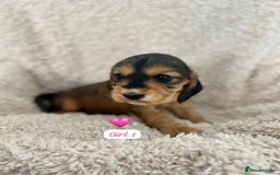 Cocker Spaniel dogs for sale: 🐾 Adorable Cocker Spaniel Puppies for Sale! 🐾  - Image 3
