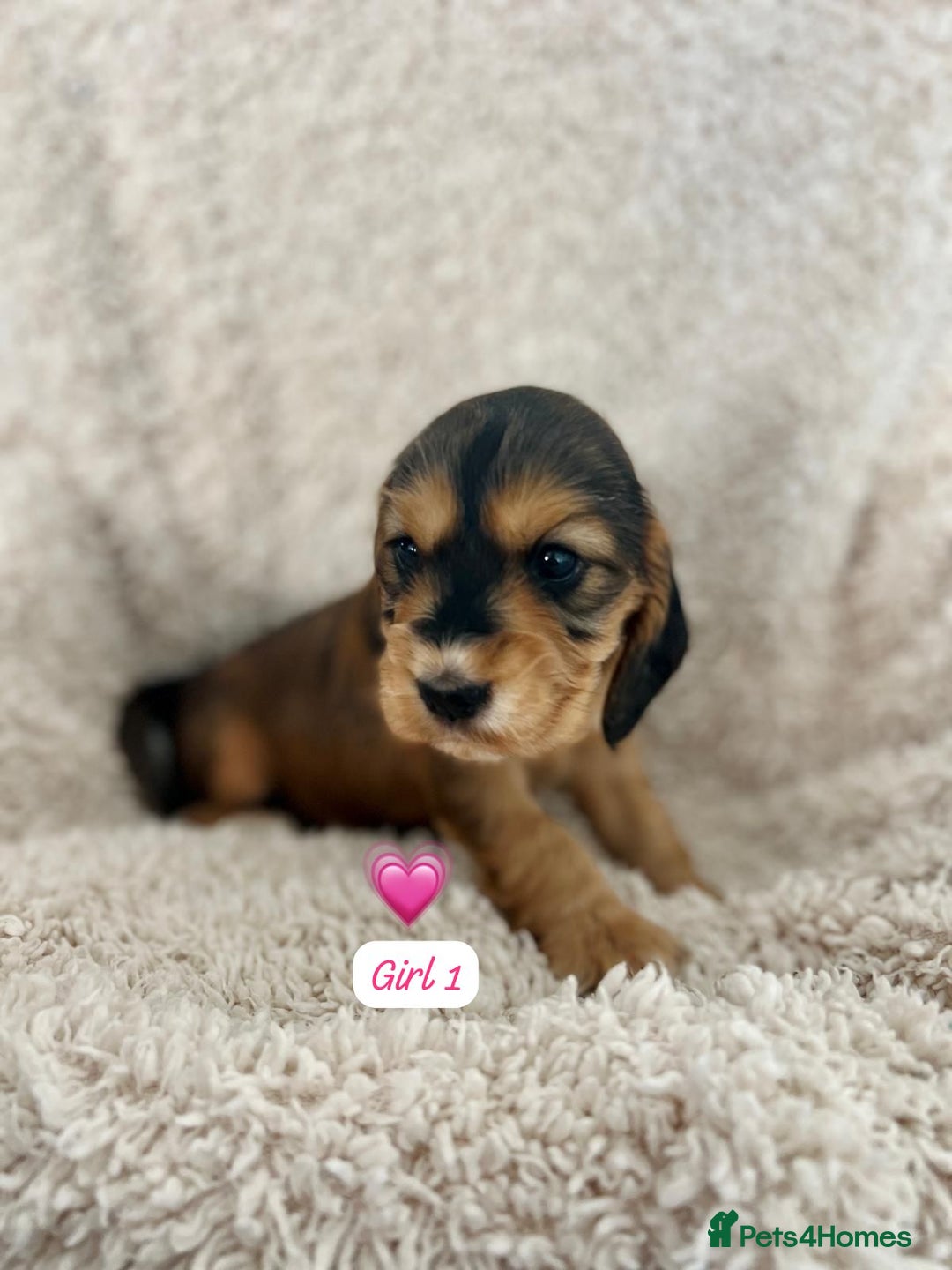 Cocker Spaniel dogs for sale: 🐾 Adorable Cocker Spaniel Puppies for Sale! 🐾  - Image 3
