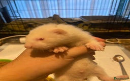 Ferret rodents for sale: Ferrets - Image 10